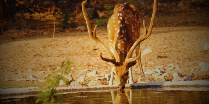 Bandipur